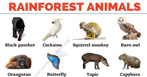 Forest Floor Animals List