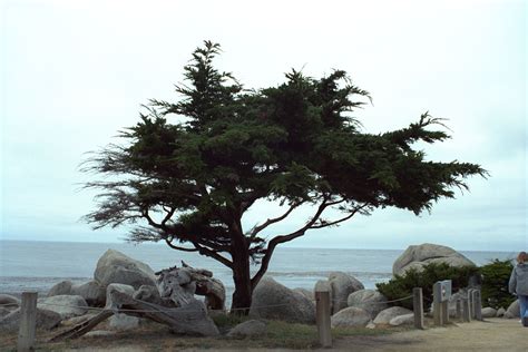 Monterey Pine Tree Wise Tree Trimming Danville