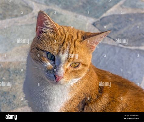 Feral Cats Hi Res Stock Photography And Images Alamy