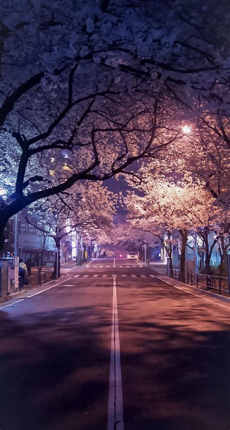 Cherry Blossoms At Night Japan