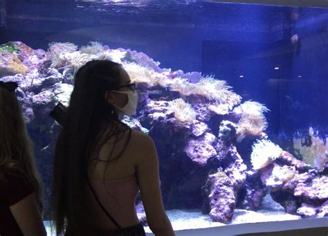 Emperor Angelfish Reef2reef Saltwater And Reef Aquarium Forum