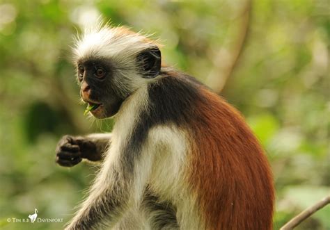 Hope For One Of The Worlds Rarest Primates First Census Of Zanzibar