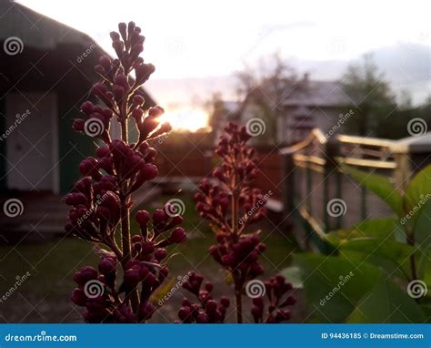 Lilac Stock Image Image Of Sunset Lilac Villge Mountains 94436185