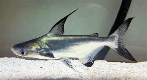 Juvenile Hi Fin Paroon Shark Catfish 4cm Pangasius Sanitwongsei Ebay