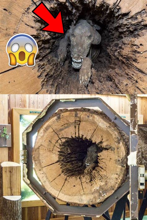 Meet Stuckie — The Mummified Dog Who Has Been Stuck In A Tree For