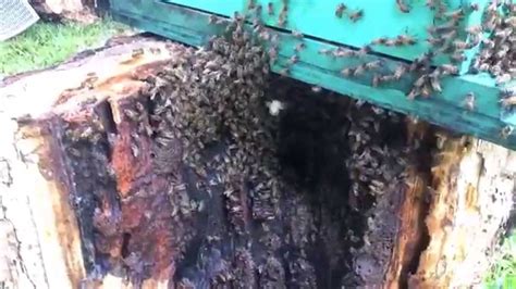 Swarm of wild bees and honeycomb hanging on the tree branch in munnar, kerala, india. Honeybee Removal 054 - Kingwood bees in Dead Tree. - YouTube