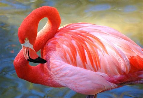 See the scenery on horseback, or go for a hike along the many trails. Caribbean Flamingo - Curacao Zoo Parke Tropikal