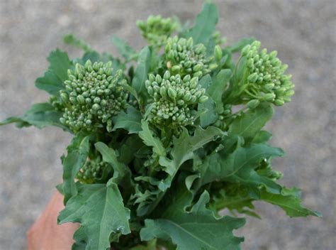 Growing Broccoli Rabe