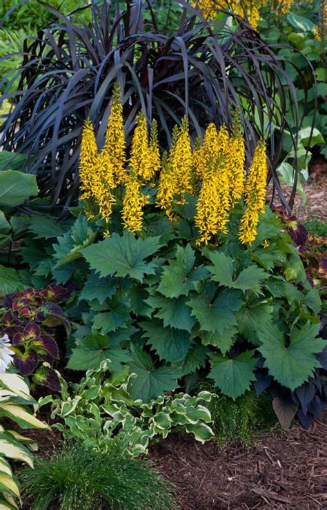 Perennials That Thrive In Shade Proven Winners Shade Garden Plants