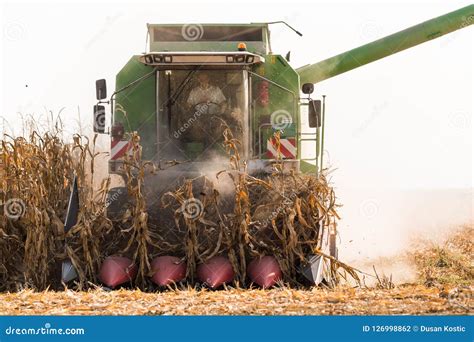 Harvesting Of Corn Field With Combine Stock Photo Image Of Plant