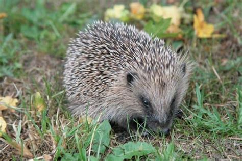 Hedgehog Vs Porcupine 10 Differences Wildlife Informer