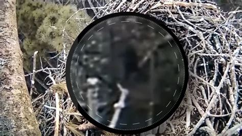 Some Claim Bigfoot Spotted On Michigan Eagle Nest Camera Ctv News