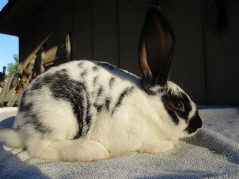Brown eyes is common for most broken coloration new zealand rabbits. New Zealand rabbit Rabbits For Sale | Bath Township, MI ...