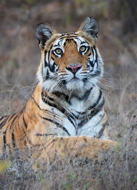 Tiger Portrait Sean Crane Photography