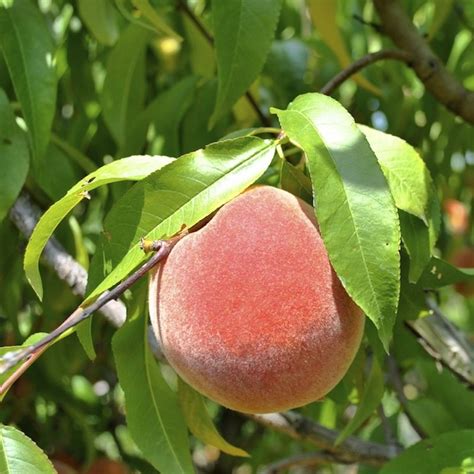 Burbank July Elberta Peach Standard Supreme Fruit Trees For Sale