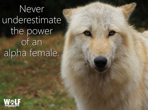 Alpha Females Wolf Quotes Warrior Quotes Animal Quotes