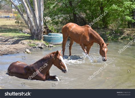 Horses Playing Water Cooling Off On Stock Photo 210625123 Shutterstock