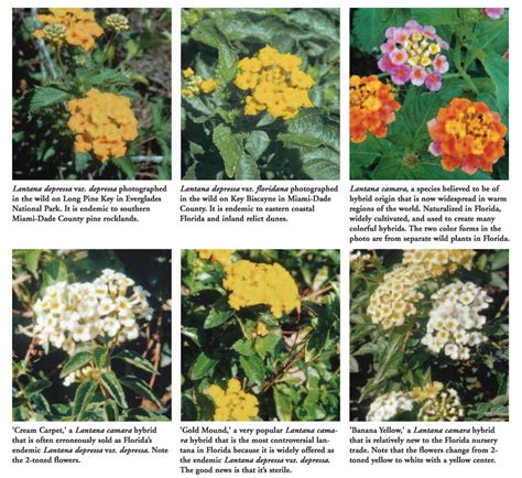 2.3 how poisinous are the berries? Lantana - Eat The Weeds and other things, too