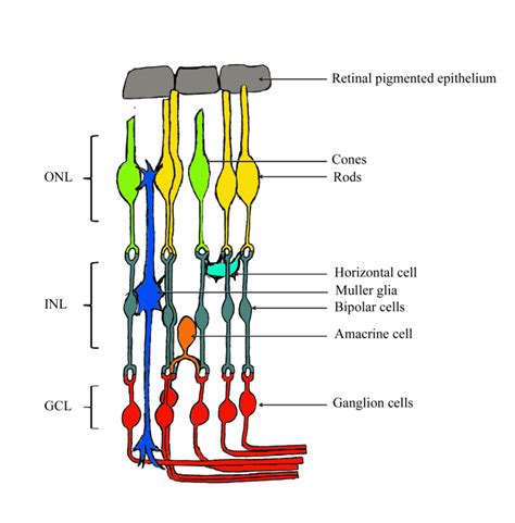 Organization Of The Mature Retina The Retinal Cells Which Consist Of