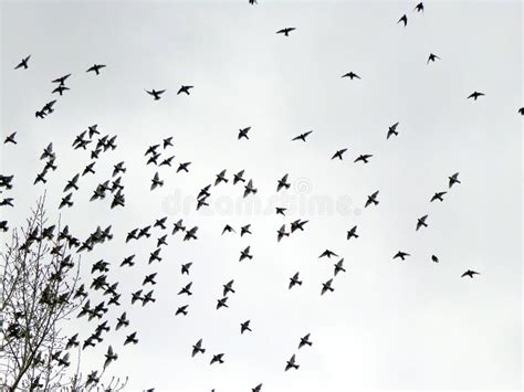 A Flock Of Birds In Flight Against The Sky Stock Photo Image Of Bird