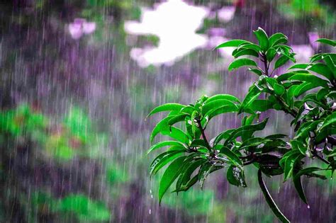 Why Does Rain Smell So Good Times Knowledge India