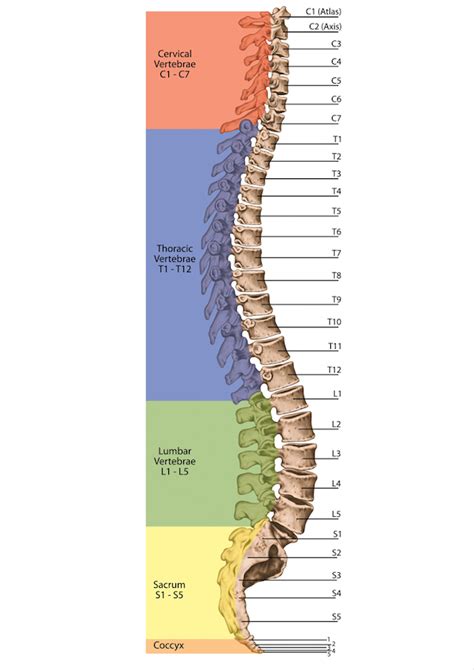 Spine Examination