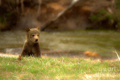 Lone Grizzly Bear Cub Photograph By Adam Jewell Pixels