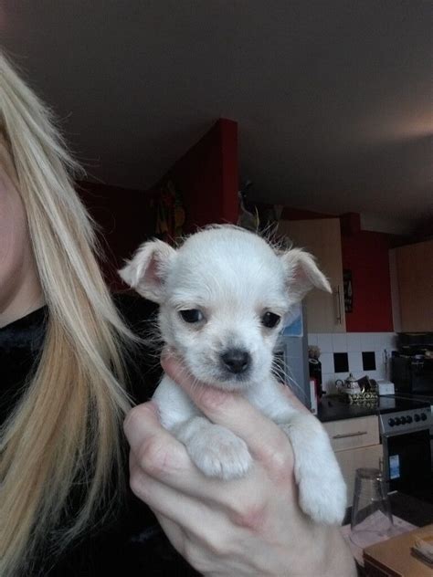 Poodle X Chihuahua Mini Poodle In Tilbury Essex Gumtree