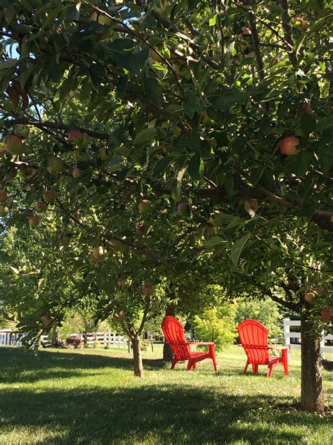 Under The Apple Trees Apple Tree Flowering Trees Tree