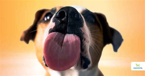 Why Do Dogs Lick You Dogs Naturally