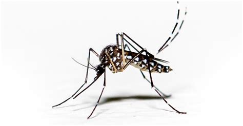 Dengue Mosquitoes Can Be Tamed By A Common Microbe The Atlantic