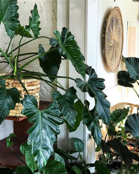 As a first step the outer vertical poles were cut to size and erected. philodendron | Plants, Indoor shade plants, House plants indoor