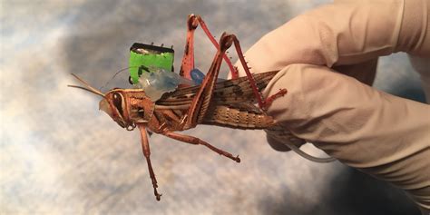 Engineers To Use Cyborg Insects As Biorobotic Sensing Machines The