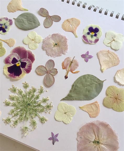 18 Pc. Real Pressed Pansy Hydrangeas Mix | Pressed flower art, Flower art, Pressed flowers