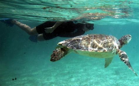 Por precaución Conanp suspende el nado con tortugas