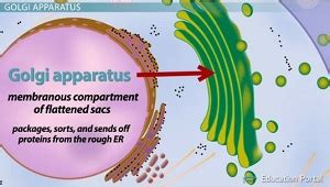 The endomembrane system (endo = within) is a group of membranes and organelles in eukaryotic cells that work together to modify, package, and transport lipids and proteins. The Endomembrane System: Functions & Components - Video ...