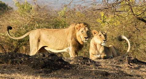 What Are The Differences Between Asiatic Lions And African Lions ...