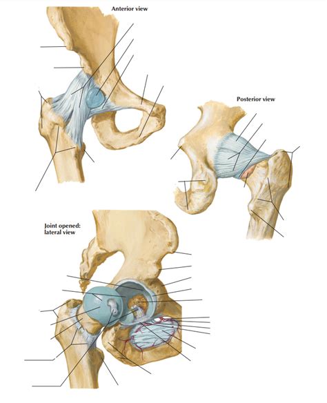 Hip Joints Diagram Quizlet