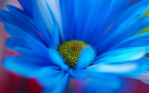 Free Photo Blue Flower Close Up Beautiful Blue