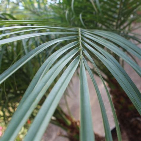 Trees of all kinds are the backbone of a garden. Pygmy Date Palm