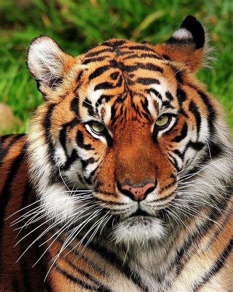 Sumatran Tiger Portrait Photograph By Bill Dodsworth Pixels
