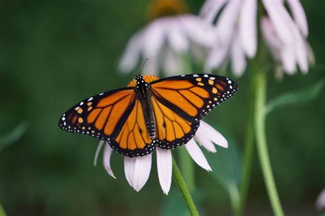 Monarch Butterfly In Decline As Scientists Investigate Reason Why