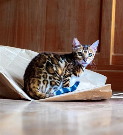 10 Cats That Look Like Tigers Leopards And Cheetahs Pethelpful