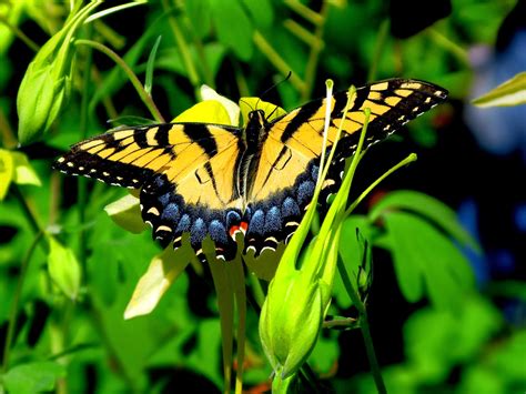 All New Wallpaper Yellow Butterfly Wallpaper