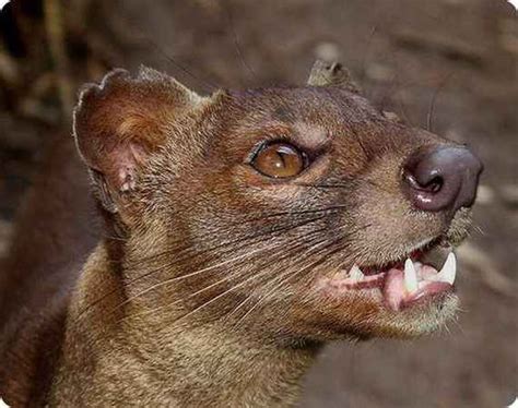 What animals live in the desert? World's Weird Animals Photos