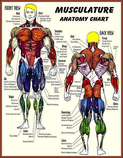 Muscles are usually work in pairs because although they can contract and shorten (flex), they are pulled by an opposite (antagonist) muscle to straighten out (extend) again. "MUSCULATURE : Body Building Anatomy Chart Print" Poster ...