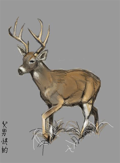 Deer Sketch By Inari123 On Deviantart