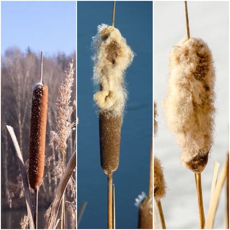 Uses For Cattail Fluff A Great Survival Resource Outdoor Revival