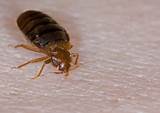 Pictures of Do It Yourself Bed Bug Control