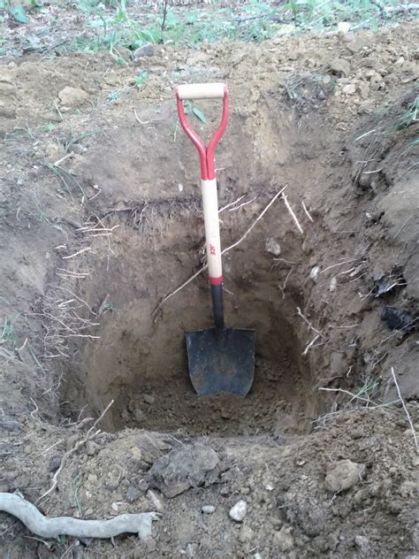 Golden barrel cacti have been a popular addition to gardens across europe and north america since the late 1800s. How to Make a Simple Root Cellar - The Prepper Journal